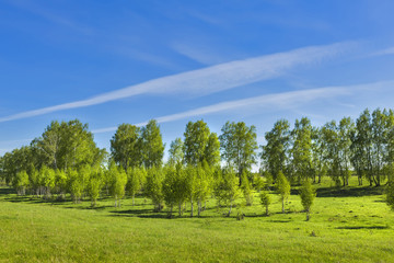 Fototapeta na wymiar Spring landscape with a young birch grove