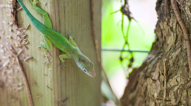 L&eacute;zard vert, zandoli 