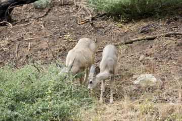 Mule deer herd graze, in the Sequoia National Park forest 