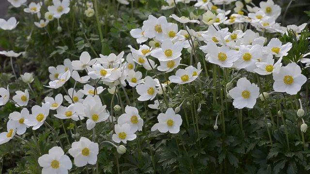 White anemones bloom in the spring