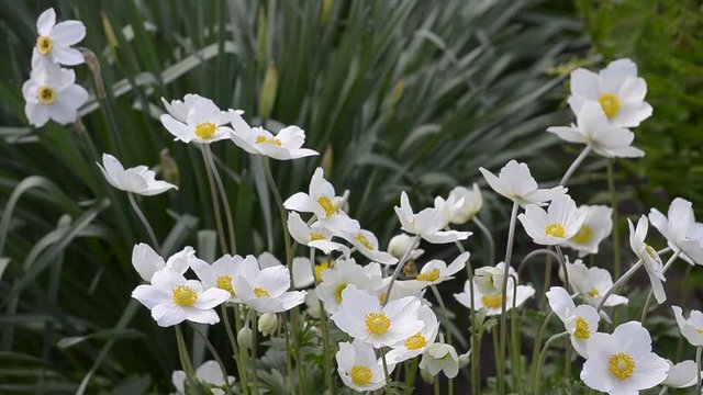 White anemones bloom in the spring