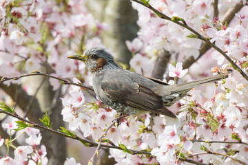 ヒヨドリと桜