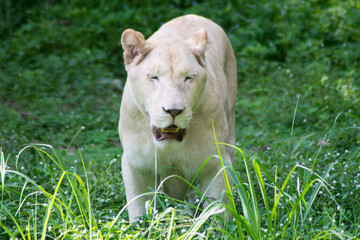 female white lion © apichart609
