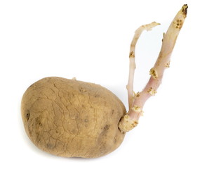 Germinated potatoes on white background