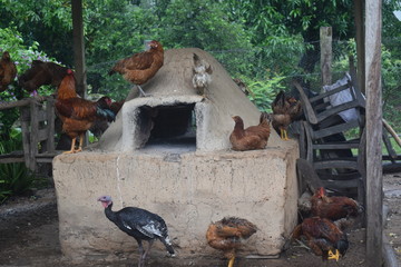 gallas en el horno 