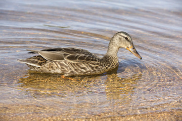 Fototapeta premium Female Mallard duck, swimming in the lake.
