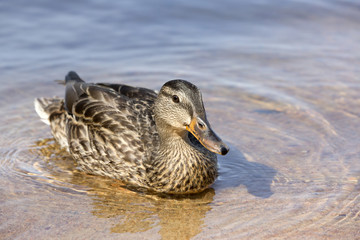Female Mallard duck, swimming in the lake.