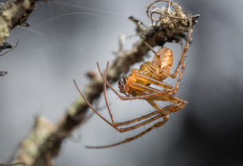 Macro photo of a Metellina mengei