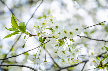 White cherry flowers