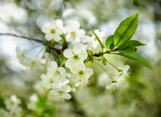 White cherry flowers