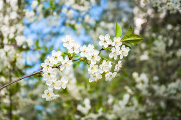 Obraz premium White cherry flowers