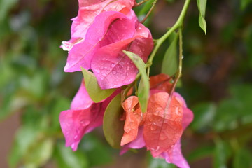 hojas de colores 