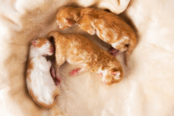 Baby Kittens one day old.Cute little Persian kittens 1 Day Old are Sleeping on soft cozy blanket.