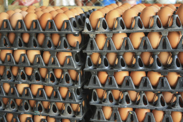 egg in black plastic pallets for sale