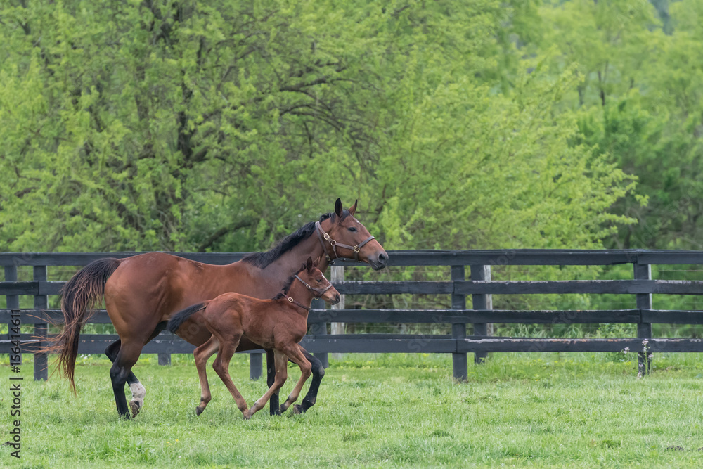 Wall mural Mare and Foal Run Side By Side