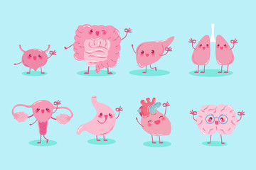 cute cartoon different organ
