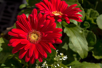Obraz premium Dahlia
