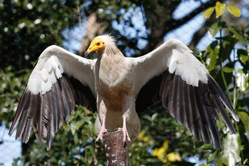 エジプトハゲワシ