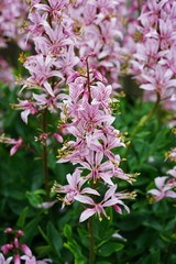 Pink flower spikes of Dictamnus gas plant 
