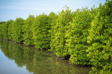 Mangrove forest in Ca Mau province, Mekong delta, south of Vietnam