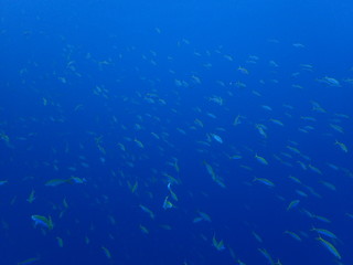 青い海を青い魚の群れが泳ぐ風景