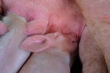 Small piglets breastfeeding in the farm. Group of Pig indoor on a farm yard in Thailand. swine in the stall.