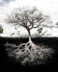 Tree Roots: Concept is strong foundation and roots, family, health, mental health, growth and...
