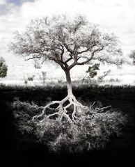 Poster Tree Roots: Concept is strong foundation and roots, family, health, mental health, growth and success in  wealth. © Laura Lee Cobb