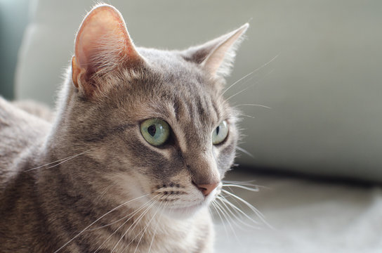 Cat Looking