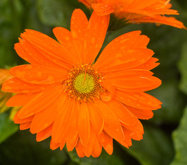 Gerbera Daisy after rain