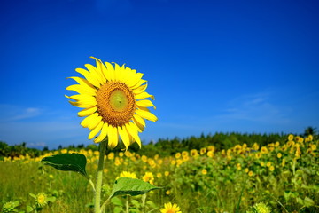 sunflower in sunflowers field on a sunny day with blue sky.