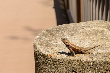 Lizard