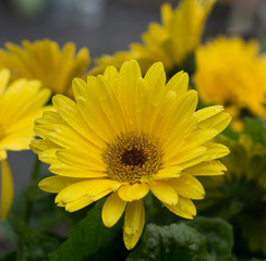 Daisy after the rain
