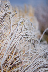 Fototapeta premium Wild grass covered in hoar frost