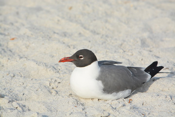 A Laughing Gull (Leucophaeus Atricilla) on Indian Rocks Beach, Gulf of Mexico, Florida