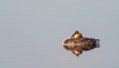 Great Crested Grebe