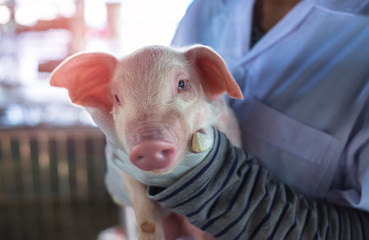 Cute piglet portrait in veterinarian hands, Close up eyes of swine in the farm. Hugging a pig.