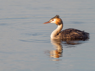 Great Crested Grebe