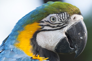 Beautiful Macaw Parrot, Guacamaya, Ara ararauna portrait  in the wild, Yumka Park, Mexico, Tabasco, Villahermosa