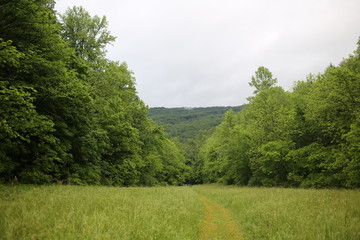 Meadow Surrounded by Trees and Mountains
