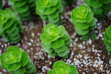 Tall green rosettes of the portulaca succulent plant