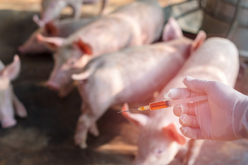 Close up of female veterinarian hands holding injection vaccinated. Swine on blur background, Farm...