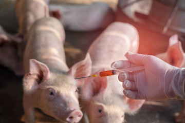 Close up of female veterinarian hands holding injection vaccinated. Swine on blur background, Farm...