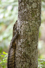 Monitor lizard closeup on tree