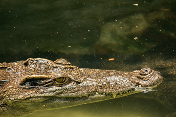 shot of crocodile head
