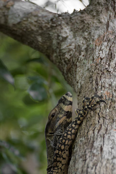 Lace Monitor lizard climbing tree