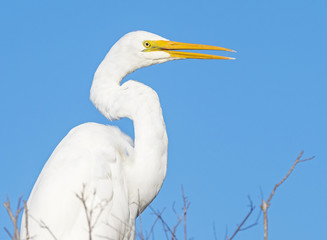 Great Egret