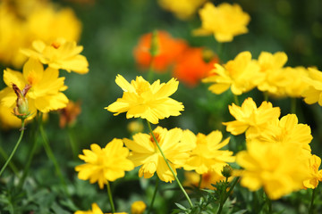 field of beautiful cosmos flower as background.