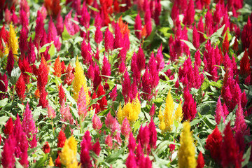 field of colorful celosia flower as background.