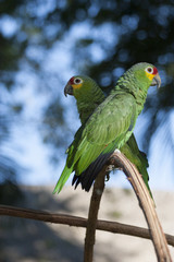 Green parrot, perico, Amazona autumnalis , loro cariamarillo, parakeet, in the wild, Villahermosa, Tabasco, Mexico.